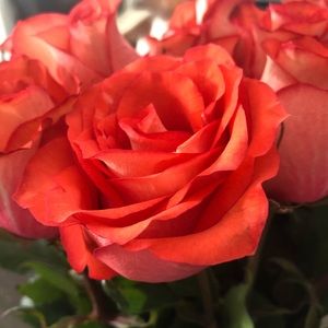 Meet your Posher, Rose